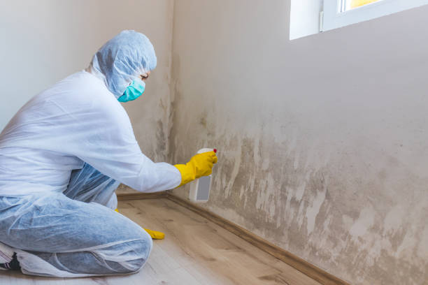 Licensed Mold Remediation service in Mount Airy, NC - WQB Mold Removal